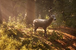 羊肚菌：狩猎游戏/Morels: The Hunt