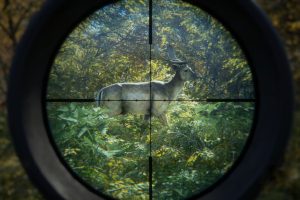 猎人：野性的呼唤/荒野的召唤